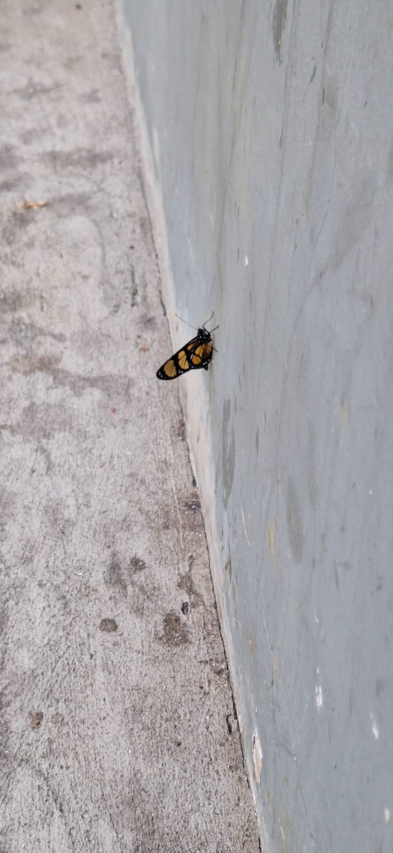 WhatsApp Image 2025-05-30 at 08.31.48